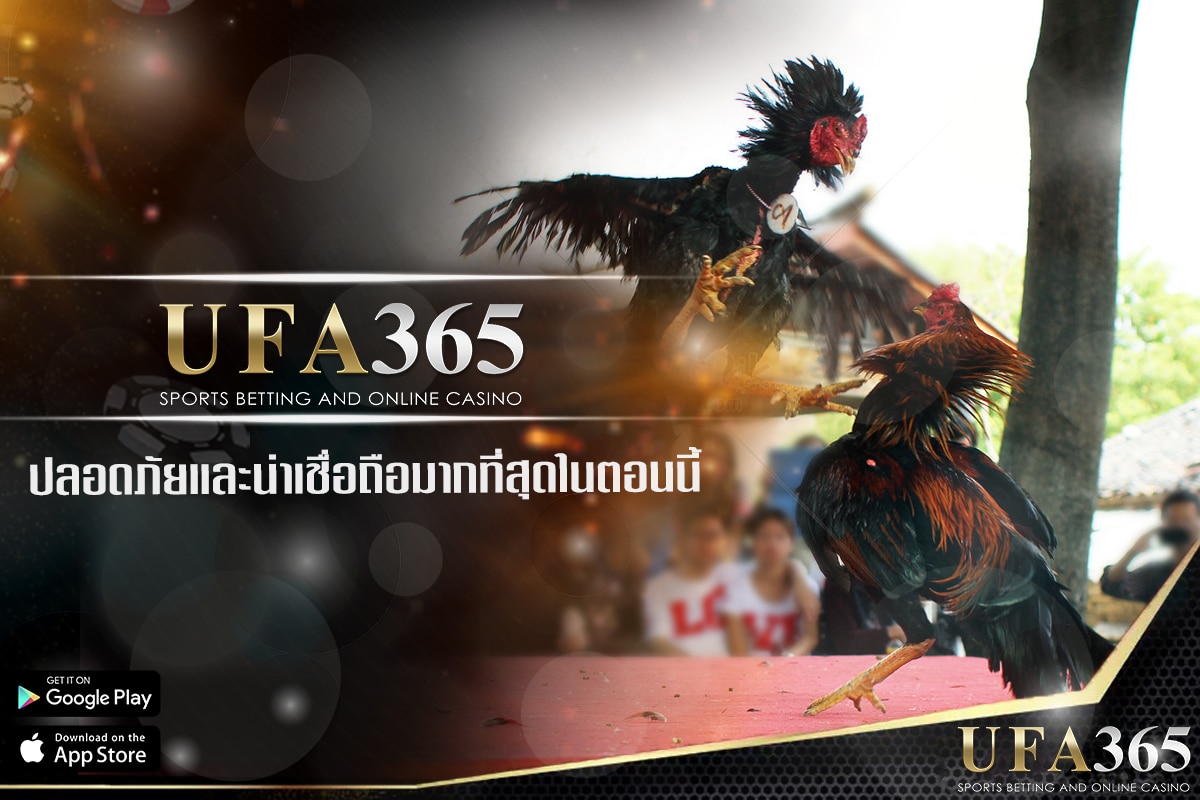 UFA365 เป็น เว็บไก่ชน ที่ปลอดภัยและน่าเชื่อถือมากที่สุดในตอนนี้