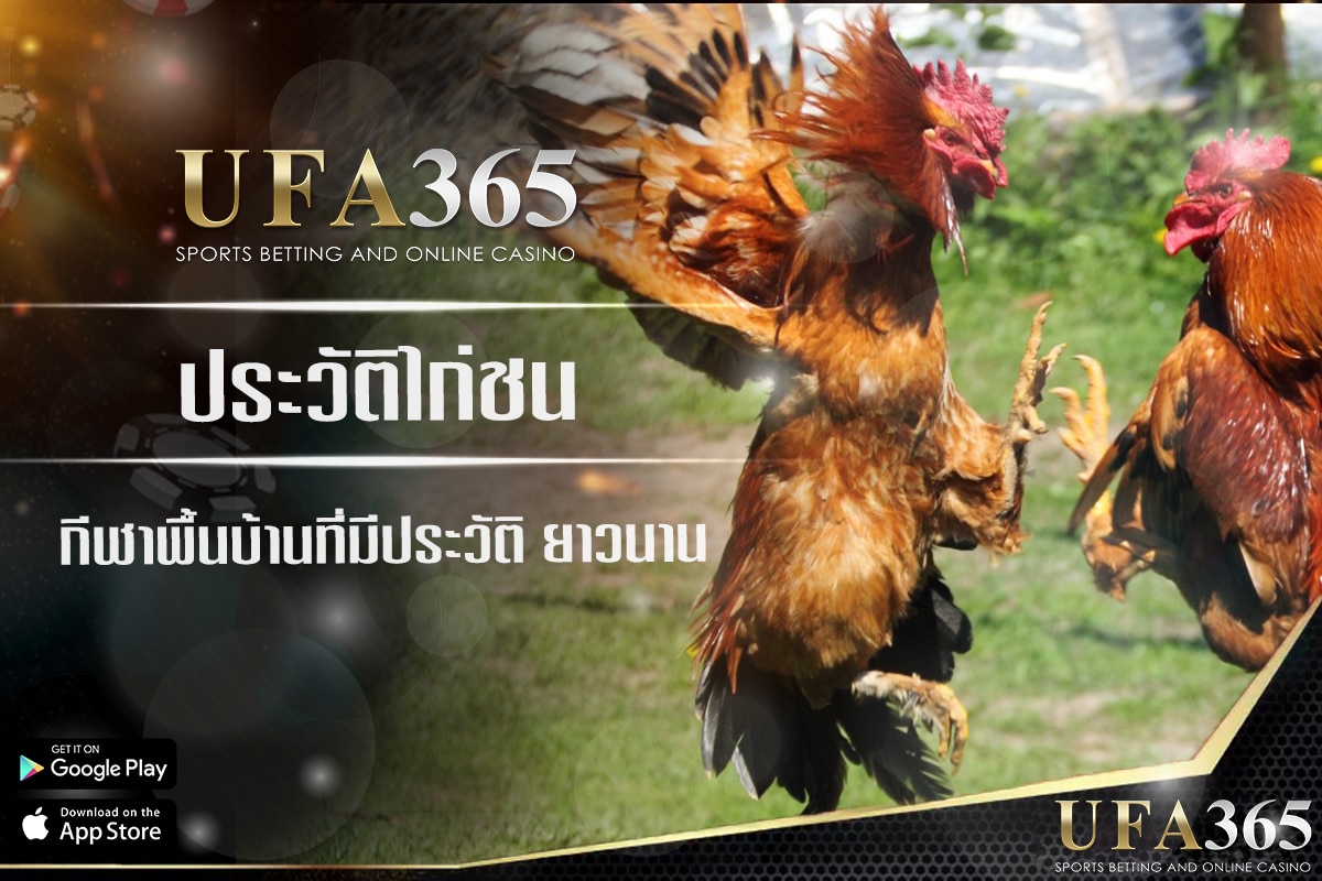 ประวัติไก่ชน และ ขั้นตอนการเดิมพันที่ ufa365
