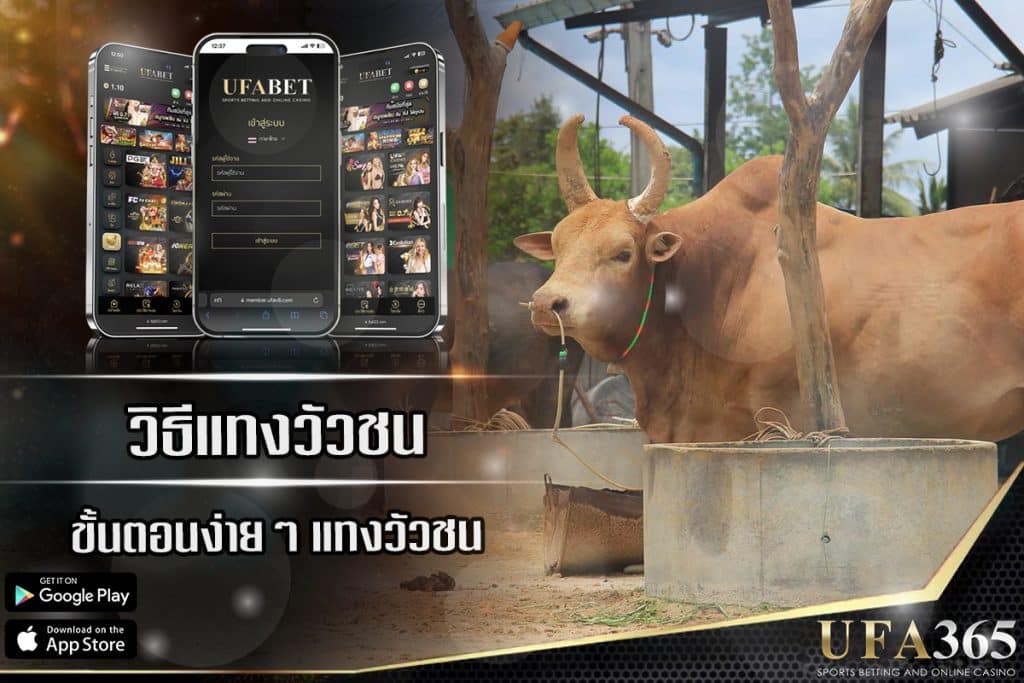 ขั้นตอนง่ายๆ สำหรับวิธีแทงวัวชน